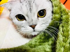 -瑞派福兴宠物医院犬猫全科·骨科·中西医结合(河东店)