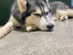 -more than meow吴止猫主题餐厅(承德 中船汇店)