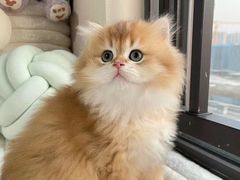 -欣宠猫屋·矮脚拿破仑·蓝金金渐层