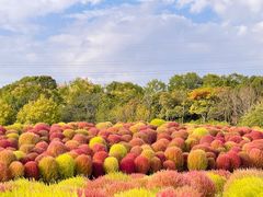 -花开海上生态园