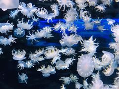 -太平洋海底世界