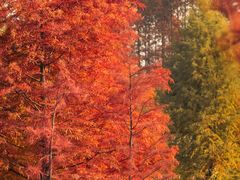 -昆山城市生态森林公园