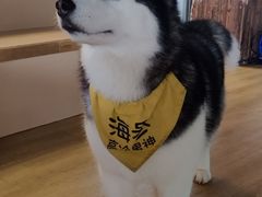 -Husky Go! 哈士奇体验馆·宠物咖啡厅狗咖