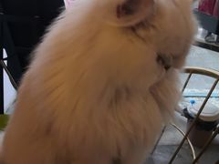 -喵屿·大理花园猫咖