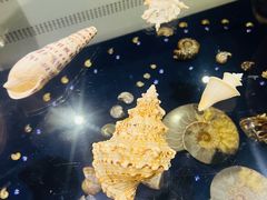 -青岛贝壳博物馆