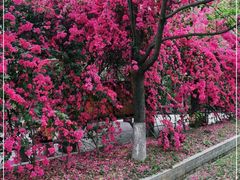 -清溪森林公园
