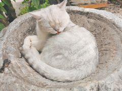 -喵屿·大理花园猫咖