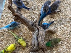 -怪兽屋·羊驼·猫咖·狗咖(俊华广场店)