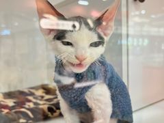 -三花喵·撸猫购宠·宠物生活馆(虹桥南丰城店)