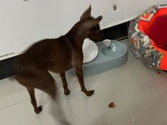 -北京恒爱动物医院(清景园分院)