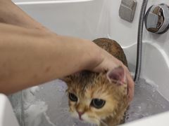 -BABIT巴比特宠物(MOMOPARK店)