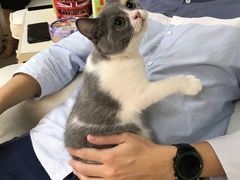 -lincat·猫舍(广州店)