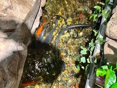 -清真·京华源铜锅涮肉(丰庆店)