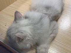 -屋虎猫馆(宝安大仟里店)