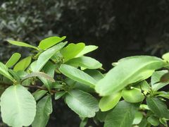 -金龙渔港(双楠店)