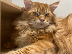 -藏猫猫咖啡主题馆(中央大道店)