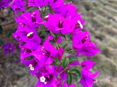 -光明小镇欢乐田园