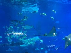 -烟台海昌鲸鲨海洋公园