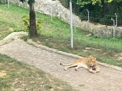 -西霞口神雕山野生动物世界