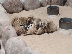 -西霞口神雕山野生动物世界