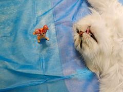 -动物缘宠物医院·骨科·猫科(西二环店)