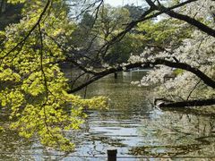 -井之头恩赐公园