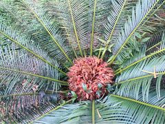 -南宁良凤江国家森林公园