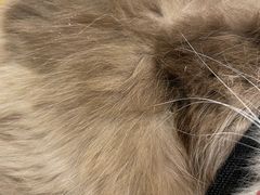 -熊小胖宠物生活馆(天华园店)