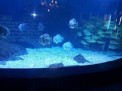 -烟台海昌鲸鲨海洋公园