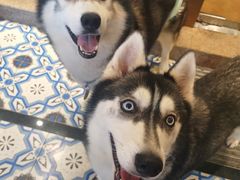 -more than meow吴止猫主题餐厅(承德 中船汇店)