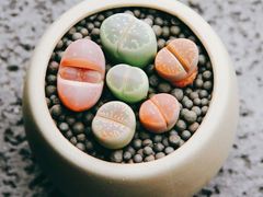 -阿婆潮汕砂锅粥(王府大街店)