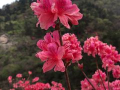 -木兰云雾山