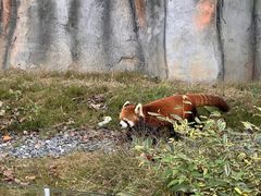 -武汉动物园