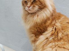 -藏猫猫咖啡主题馆(中央大道店)