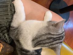 -猫小院猫主题咖啡厅(北锣店)