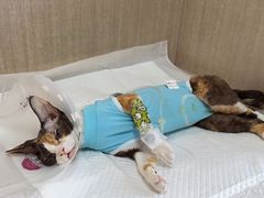 -北京观赏动物医院·24小时大型综合·猫专科·异宠专科