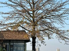 -喜洲吧·江畔老船厂·庭院餐厅(喜临院店)