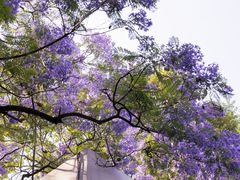 -四川大学(望江校区)
