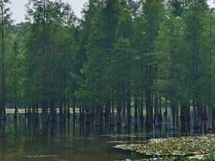 -白鹭湾湿地公园