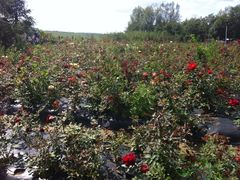 -北纬44度·金珠花海休闲农业旅游景区