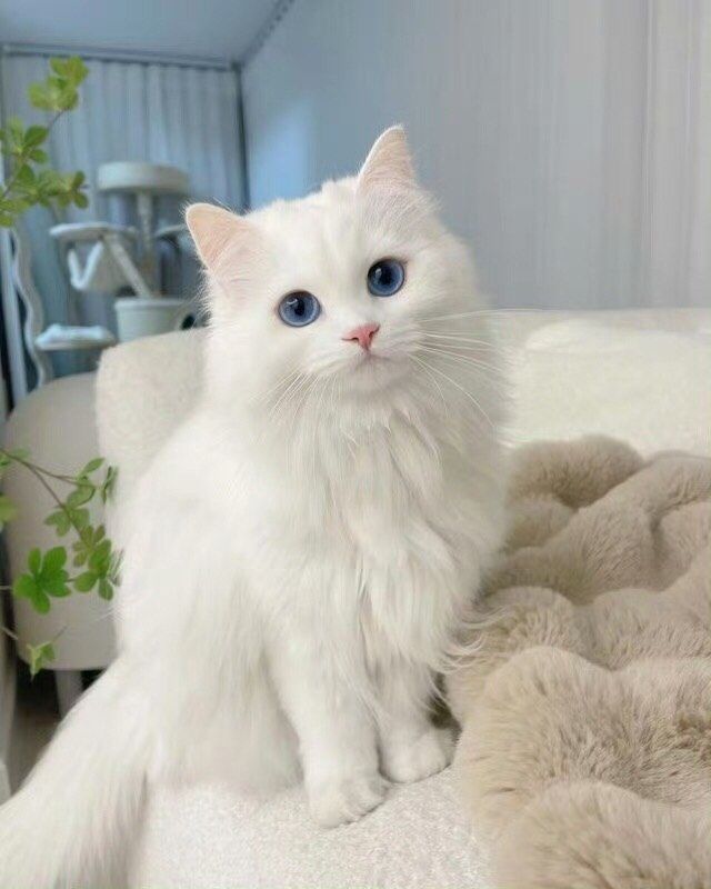 白色小猫的悠闲时光