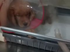 -瑞派长江宠物医院·猫科·外科·24小时夜护(谊城公寓分院)