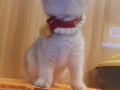 -欣宠猫屋·矮脚拿破仑·蓝金金渐层