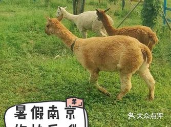 带着宝贝快去南京玩乐吧|团购还有优惠呢