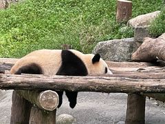 -都江堰中华大熊猫苑