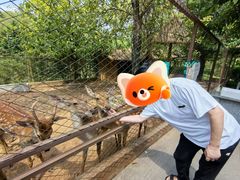 -森波拉奇妙世界