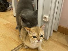 -猫咪派对(江南西店)