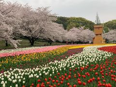 -苏州上方山国家森林公园