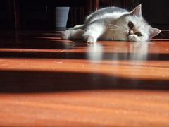-老吴的猫·猫舍(新区店)