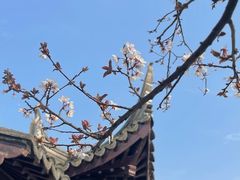 -八大山人梅湖景区